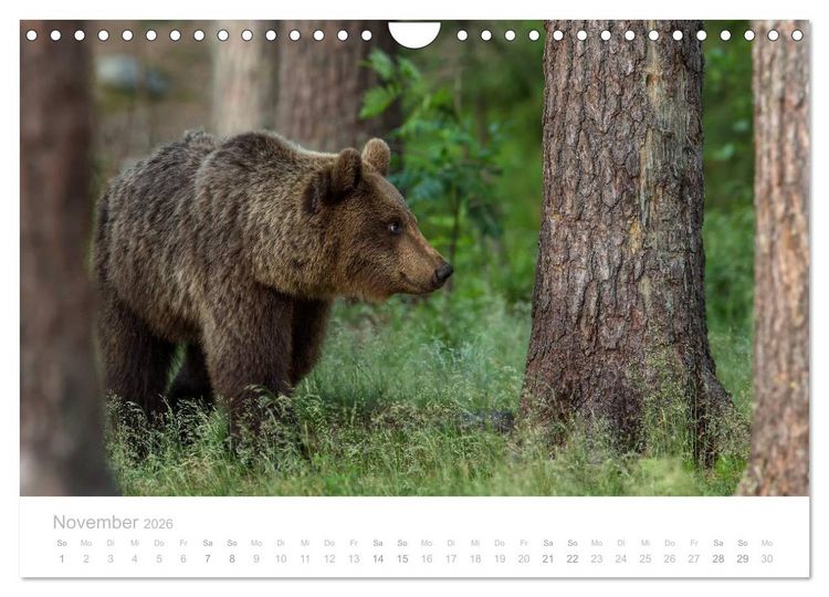Produktbild: Braunb&auml;ren - pelzige Riesen in Finnlands W&auml;ldern (Wandkalender 2026 DIN A4 quer), CALVENDO Monatskalender