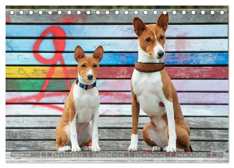 Produktbild: Basenji-Sch&ouml;nheiten (Tischkalender 2026 DIN A5 quer), CALVENDO Monatskalender