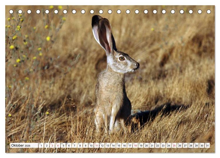 Produktbild: Kaninchen und Hasen (Tischkalender 2026 DIN A5 quer), CALVENDO Monatskalender