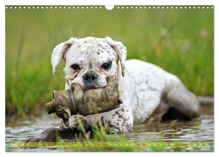 Produktbild: Gut - besser - Boxer (Wandkalender 2026 DIN A3 quer), CALVENDO Monatskalender