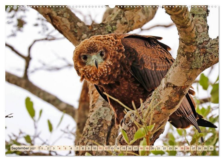 Produktbild: Afrikas Vogelwelt 2027 (Wandkalender 2027 DIN A2 quer), CALVENDO Monatskalender