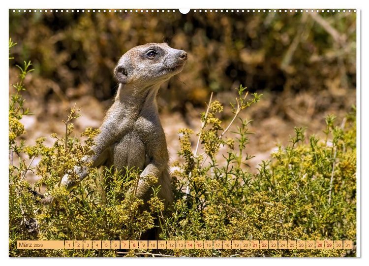 Produktbild: Afrikas Tierwelt - Erdm&auml;nnchen (Wandkalender 2026 DIN A2 quer), CALVENDO Monatskalender