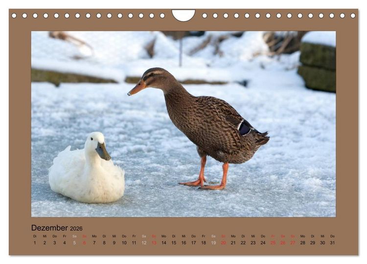 Produktbild: Laufenten immer was zu Schnattern (Wandkalender 2026 DIN A4 quer), CALVENDO Monatskalender