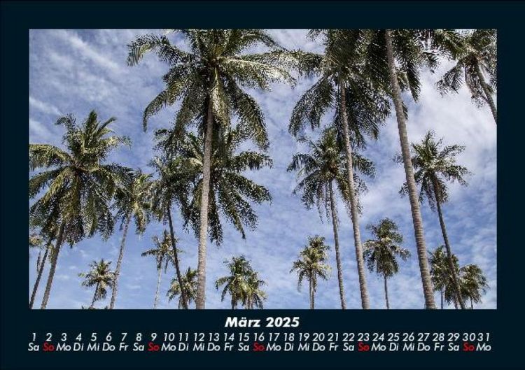 Produktbild: Palmen 2025 Fotokalender DIN A5