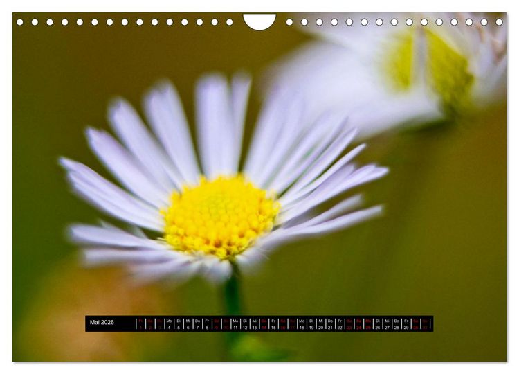 Produktbild: Achtsame Augenblicke (Wandkalender 2026 DIN A4 quer), CALVENDO Monatskalender