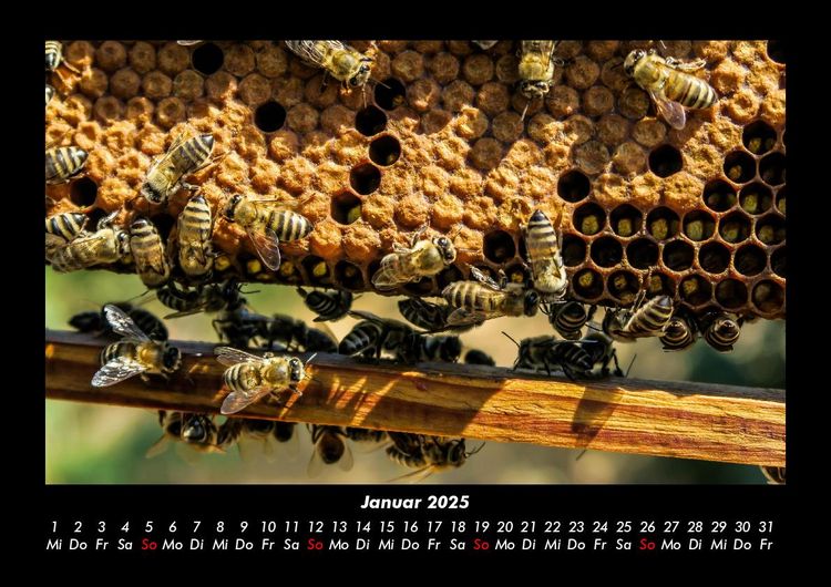 Produktbild: Bienen 2025 Fotokalender DIN A3