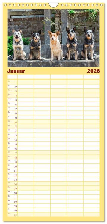 Produktbild: Familienplaner 2026 - Australian Cattle Dogs zwischen Kunst und Kultur mit 5 Spalten (Wandkalender, 21 x 45 cm) CALVENDO