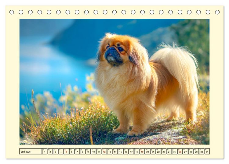 Produktbild: Zauberhafte Pekinesen. Charmante und stolze Hunde zum Verlieben (Tischkalender 2026 DIN A5 quer), CALVENDO Monatskalender
