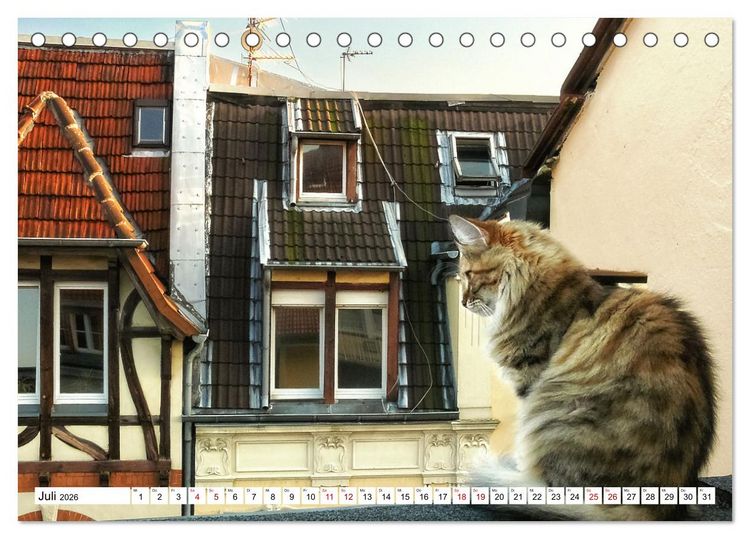 Produktbild: M&uuml;nster Miezen - &uuml;ber den D&auml;chern (Tischkalender 2026 DIN A5 quer), CALVENDO Monatskalender