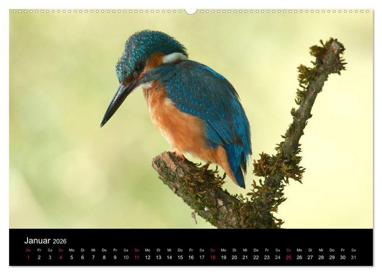 Produktbild: Der Eisvogel...fliegendes Juwel (hochwertiger Premium Wandkalender 2026 DIN A2 quer), Kunstdruck in Hochglanz
