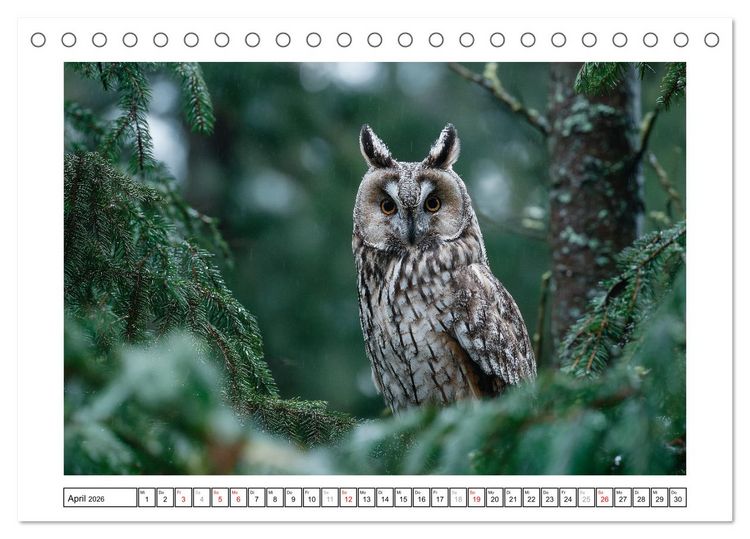 Produktbild: Eulen aus aller Welt - Faszinierende J&auml;ger der Nacht (Tischkalender 2026 DIN A5 quer), CALVENDO Monatskalender