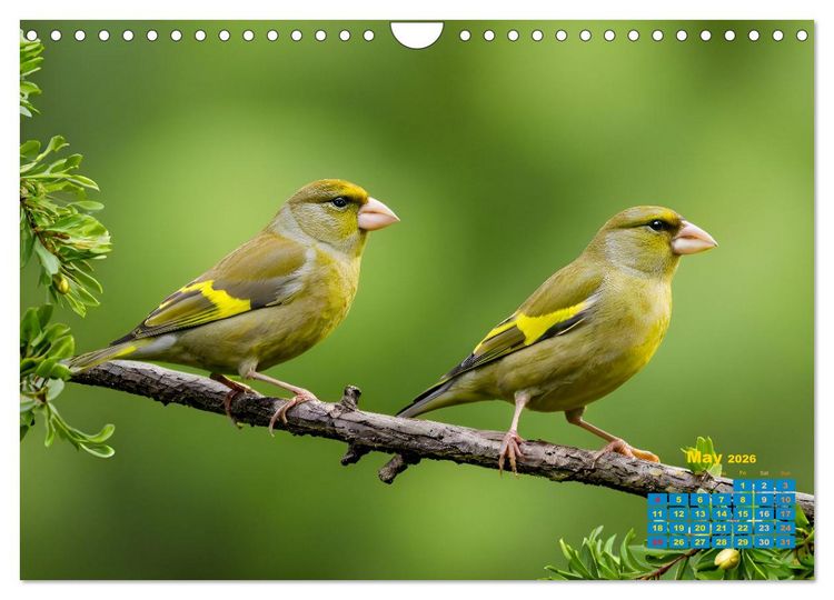 Produktbild: Singers from our regions - Our intimate nature (Wall Calendar 2026 DIN A4 landscape), CALVENDO 12 Month Wall Calendar