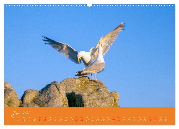 Produktbild: M&ouml;wen die Begleiter an Meer und See (Wandkalender 2026 DIN A2 quer), CALVENDO Monatskalender