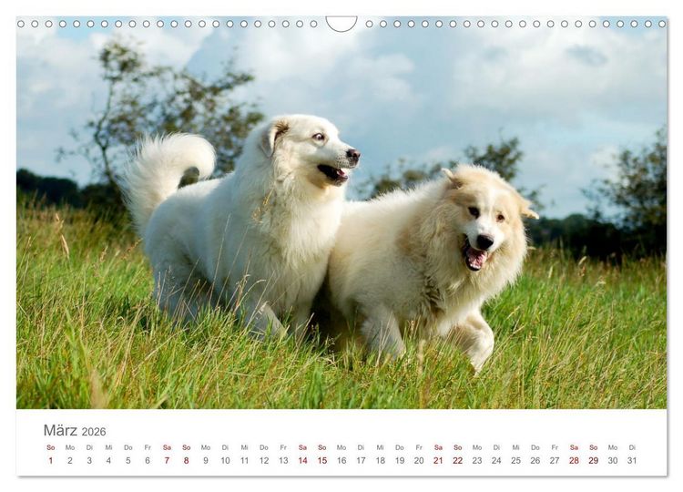 Produktbild: Pyren&auml;enberghunde (Wandkalender 2026 DIN A3 quer), CALVENDO Monatskalender