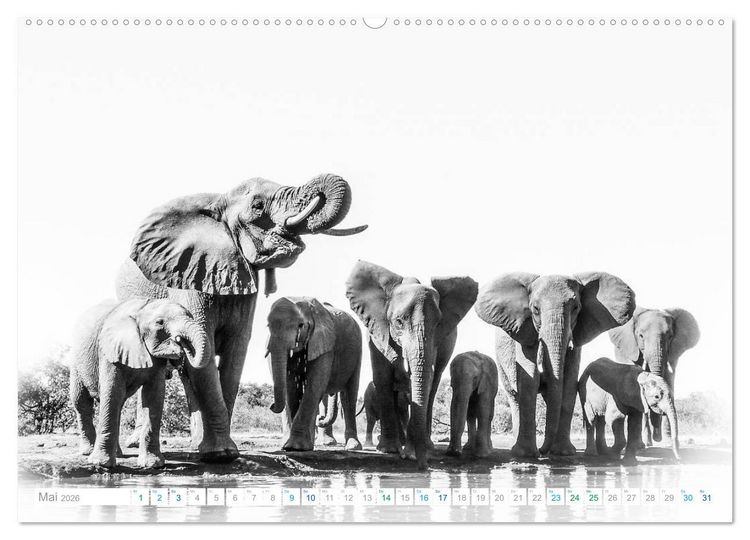 Produktbild: AFRIKA - Schwarz-weiss Fotografien im modernen "High Key" Look (hochwertiger Premium Wandkalender 2026 DIN A2 quer), Kunstdruck in Hochglanz