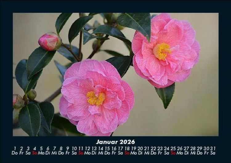 Produktbild: Rosentraum 2026 Fotokalender DIN A5