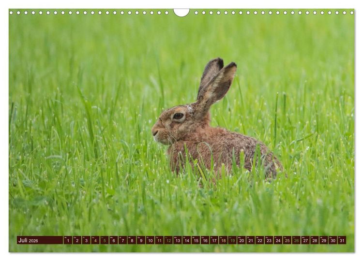Produktbild: Zauberhafte Wesen - Reineke Fuchs und Meister Lampe (Wandkalender 2026 DIN A3 quer), CALVENDO Monatskalender