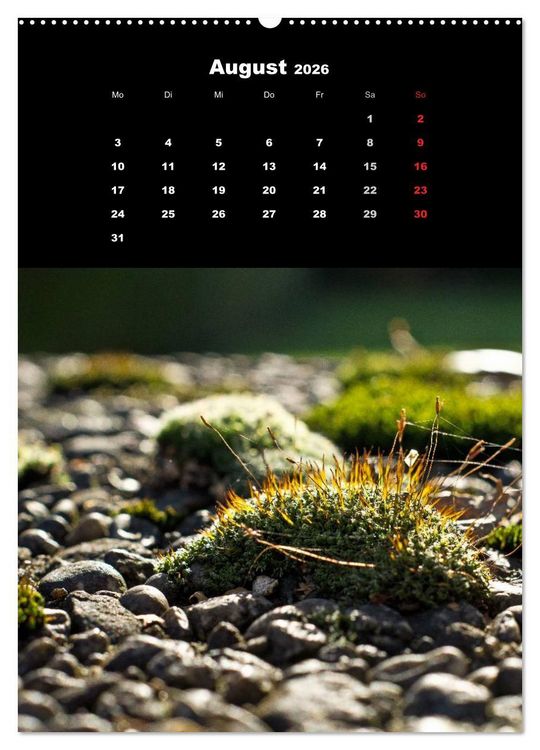 Produktbild: Die Welt der Moose. Ein Blick nach unten (Wandkalender 2026 DIN A2 hoch), CALVENDO Monatskalender