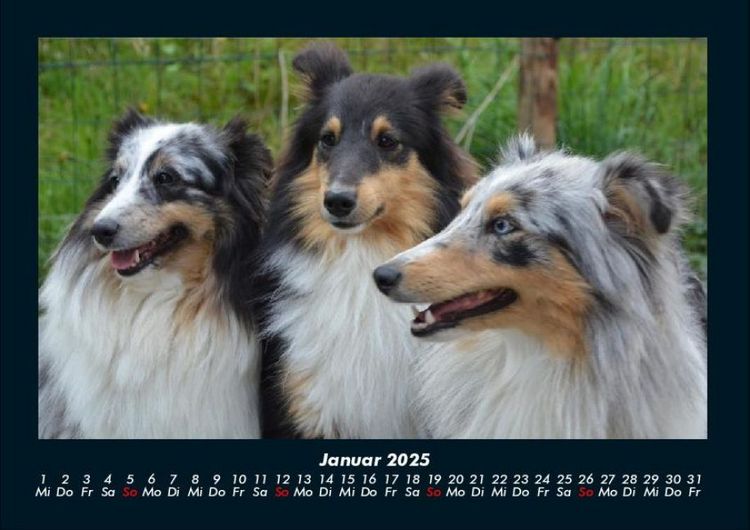 Produktbild: Hundezauber 2025 Fotokalender DIN A4