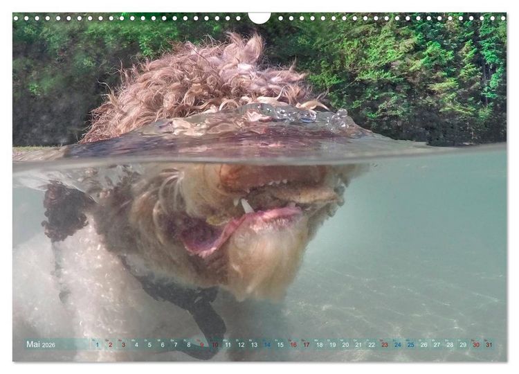 Produktbild: Lagotto Romagnolo - Wasserspiele (Wandkalender 2026 DIN A3 quer), CALVENDO Monatskalender