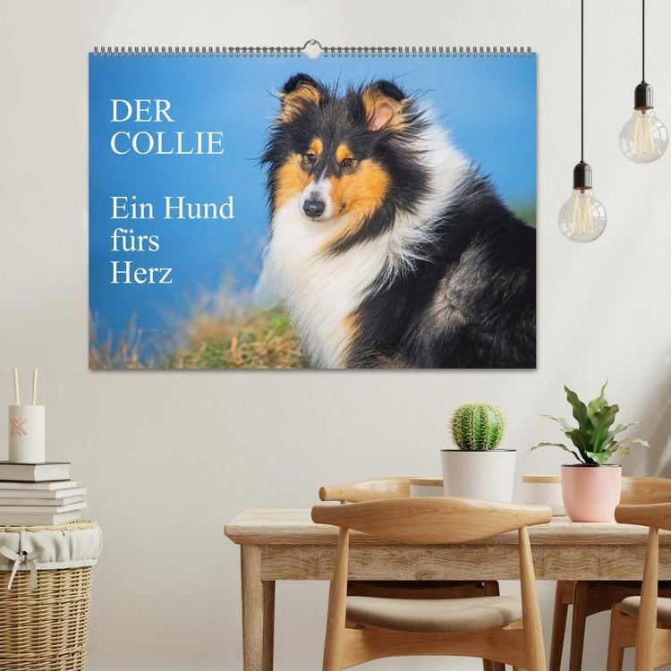 Produktbild: Der Collie - ein Hund f&uuml;rs Herz (Wandkalender 2026 DIN A2 quer), CALVENDO Monatskalender