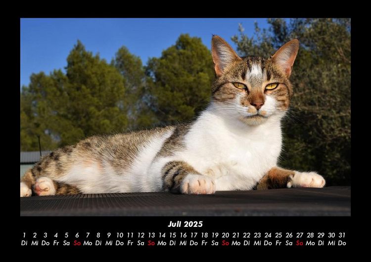 Produktbild: F&uuml;r Katzenfreunde 2025 Fotokalender DIN A3