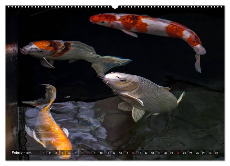Produktbild: Nishikigoi &ndash; Koikarpfen in ihrer Welt (hochwertiger Premium Wandkalender 2026 DIN A2 quer), Kunstdruck in Hochglanz