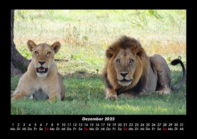 Produktbild: L&ouml;wen in der Wildnis 2025 Fotokalender DIN A3