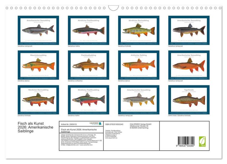 Produktbild: Fisch als Kunst 2026: Amerikanische Saiblinge (Wandkalender 2026 DIN A3 quer), CALVENDO Monatskalender