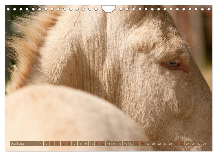 Produktbild: Wei&szlig;e Esel - M&auml;rchenhafte Langohren (Wandkalender 2026 DIN A4 quer), CALVENDO Monatskalender