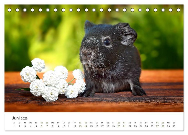 Produktbild: Meerschweinchen Portraits (Tischkalender 2026 DIN A5 quer), CALVENDO Monatskalender