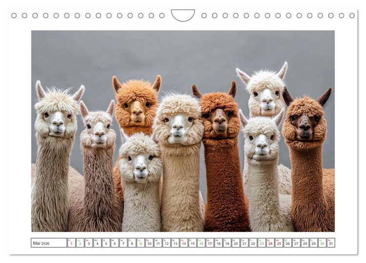 Produktbild: Die Welt der Alpakas (Wandkalender 2026 DIN A4 quer), CALVENDO Monatskalender