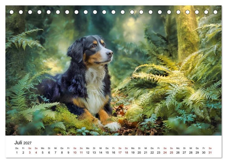 Produktbild: Stolz und Sanftmut - Berner Sennenhunde (Tischkalender 2027 DIN A5 quer), CALVENDO Monatskalender