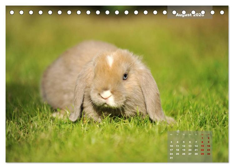 Produktbild: Kaninchen klein und putzig (Tischkalender 2026 DIN A5 quer), CALVENDO Monatskalender