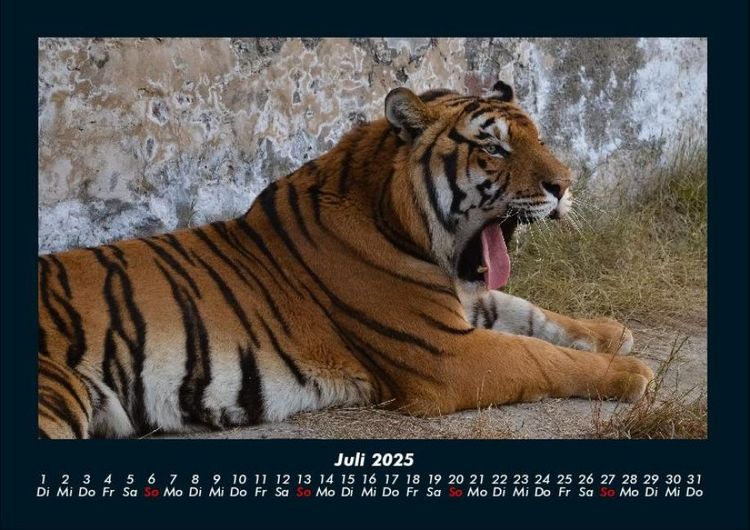 Produktbild: Tiger 2025 Fotokalender DIN A4