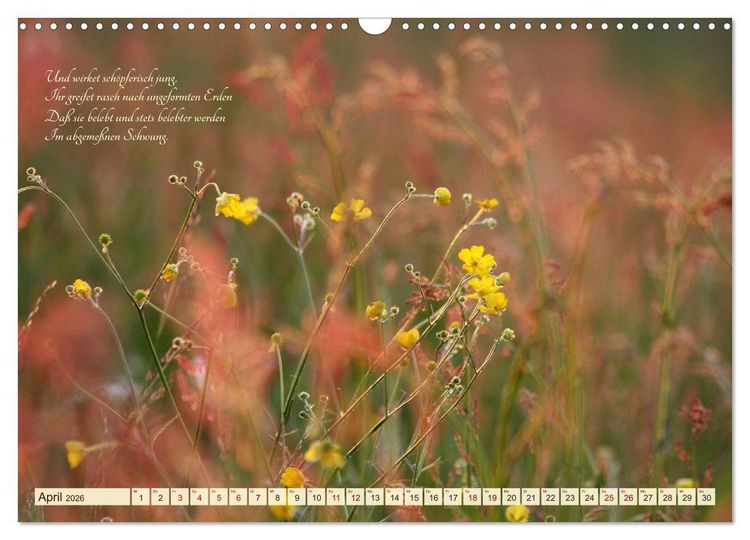 Produktbild: Sommergr&auml;ser (Wandkalender 2026 DIN A3 quer), CALVENDO Monatskalender