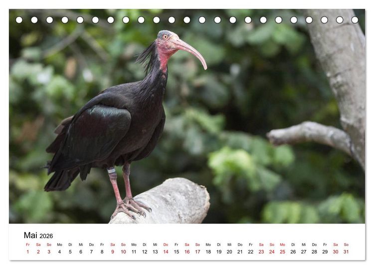 Produktbild: Der Waldrapp - Ein skurriler Vogel (Tischkalender 2026 DIN A5 quer), CALVENDO Monatskalender