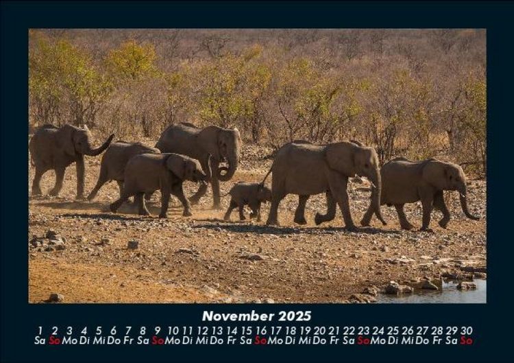 Produktbild: Der Elefantenkalender 2025 Fotokalender DIN A5