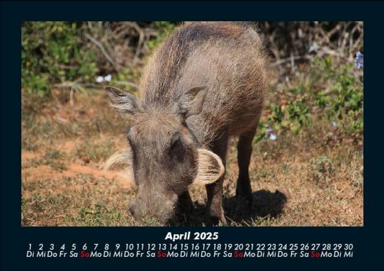 Produktbild: Waldbewohner 2025 Fotokalender DIN A5