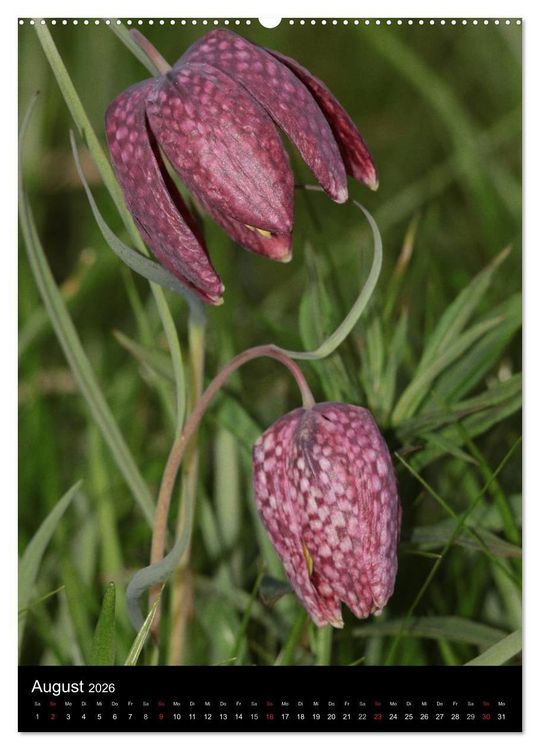 Produktbild: Seltene Wildblumen (Wandkalender 2026 DIN A2 hoch), CALVENDO Monatskalender