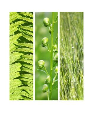 Produktbild: CALVENDO Puzzle Natural Trios - Gr&uuml;ne Bl&auml;tter | 1000 Teile Lege-Gr&ouml;&szlig;e 64x48cm Foto-Puzzle f&uuml;r gl&uuml;ckliche Stunden