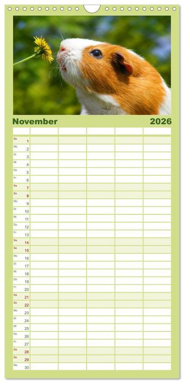 Produktbild: Familienplaner 2026 - Meerschweinchen Niedliche Herzensbrecher mit 5 Spalten (Wandkalender, 21 x 45 cm) CALVENDO