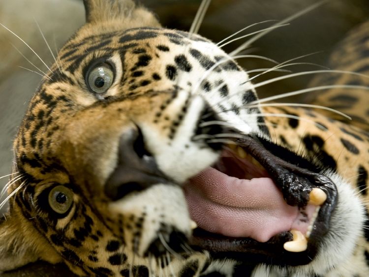 Produktbild: Leopard (Puzzle)