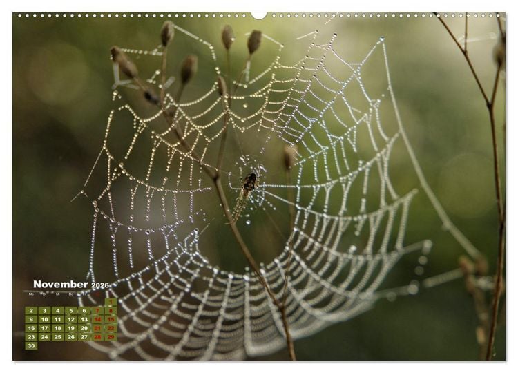 Produktbild: Klein aber oho. Die bunte Welt der Insekten (hochwertiger Premium Wandkalender 2026 DIN A2 quer), Kunstdruck in Hochglanz