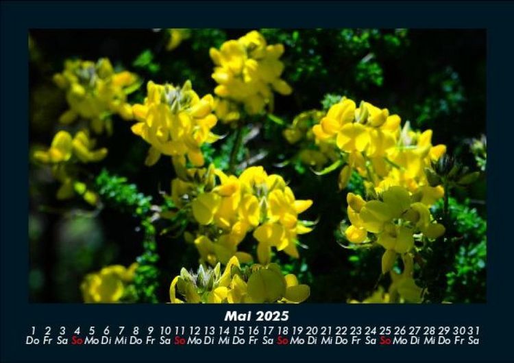 Produktbild: Blumenkalender 2025 Fotokalender DIN A5