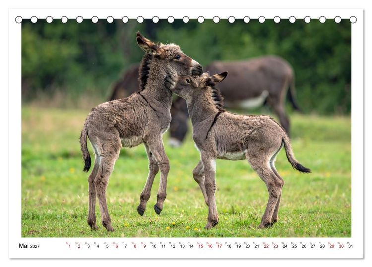 Produktbild: Kleine und gro&szlig;e Eselein (Tischkalender 2027 DIN A5 quer), CALVENDO Monatskalender