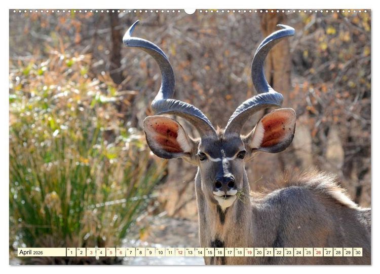 Produktbild: Wildes Leben in Botswana (hochwertiger Premium Wandkalender 2026 DIN A2 quer), Kunstdruck in Hochglanz