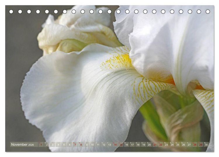Produktbild: Iris - mond&auml;ne Gartensch&ouml;nheit (Tischkalender 2026 DIN A5 quer), CALVENDO Monatskalender