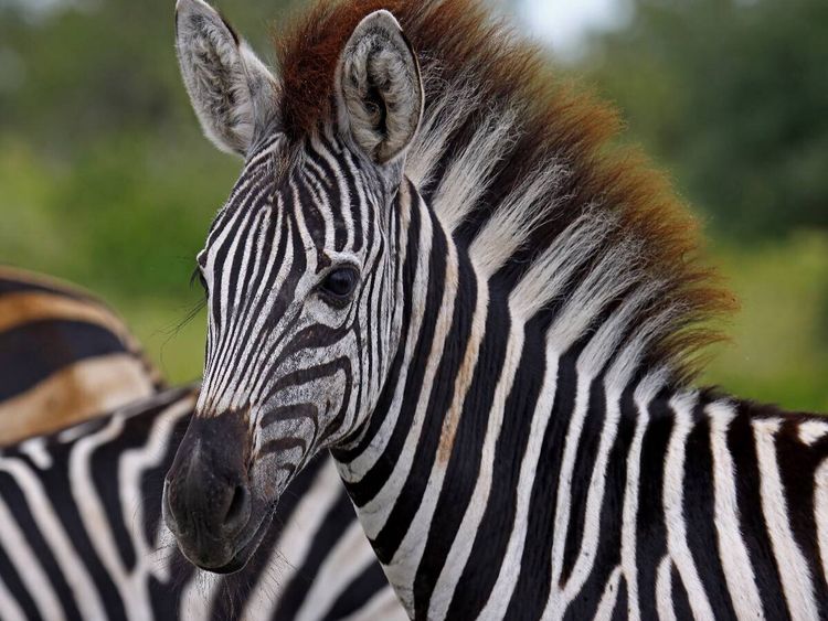 Produktbild: CALVENDO Puzzle Zebra-Nachwuchs, Afrika | 1000 Teile Lege-Gr&ouml;&szlig;e 64x48cm Foto-Puzzle f&uuml;r gl&uuml;ckliche Stunden