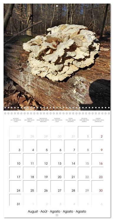 Produktbild: Habitat Forest (Wall Calendar 2026 12 &times; 12 Inch) CALVENDO 12 Month Wall Calendar